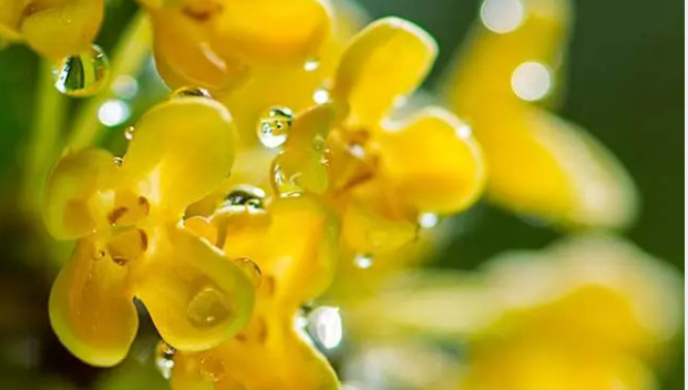 桂花飘香|桂花飘香的朋友圈说说 闻到桂花香的说说句子