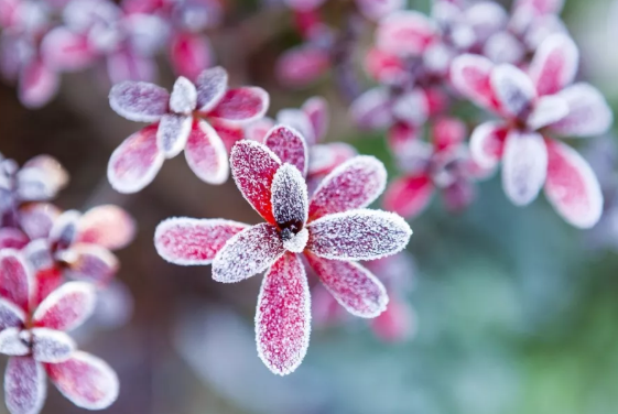 霜降节气|霜降节气有什么特点 2019霜降后天气变冷吗