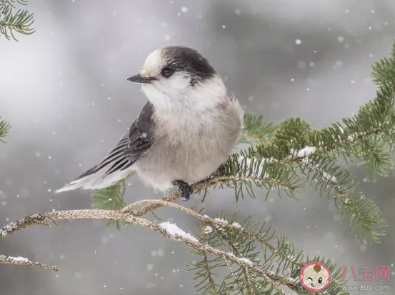 2019小雪早安文案朋友圈说说 小雪早安心语句子