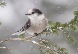 2019小雪早安文案朋友圈说说 小雪早安心语句子