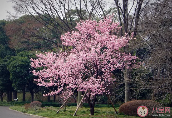 梅花开了的心情说说 梅花开了的说说句子