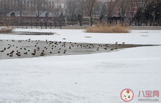 今日小雪|今日小雪早安心语 今日小雪朋友圈说说