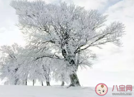 今日|今日是大雪文案说说句子 今日大雪唯美温暖句子大全