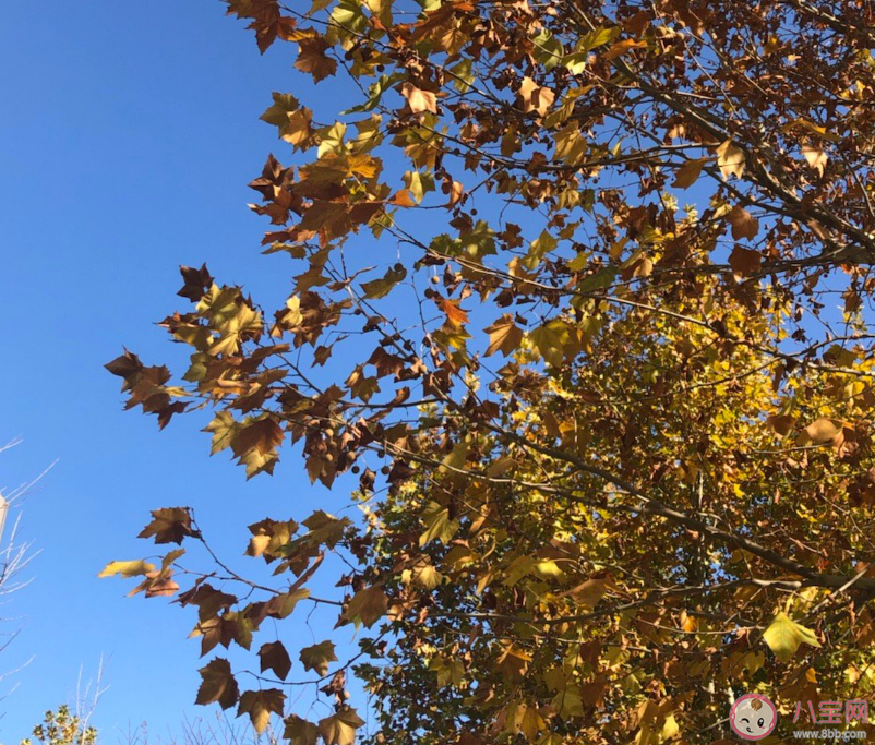 刮大风的幽默笑话说说心情 刮大风的图片带字朋友圈