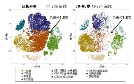 超长寿者|超长寿者血液携带特殊T细胞 特殊T细胞是什么