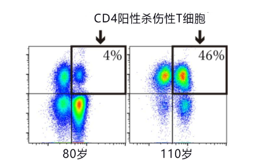 超长寿者|超长寿者血液携带特殊T细胞 特殊T细胞是什么