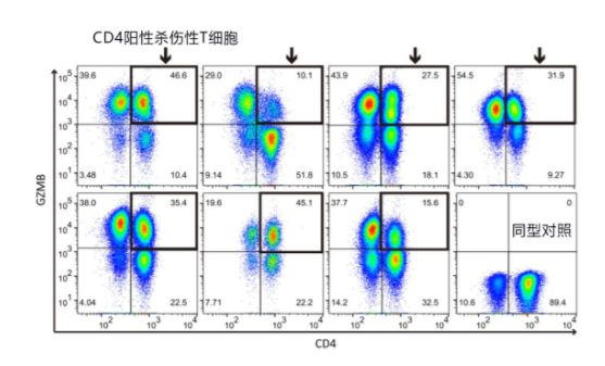 超长寿者|超长寿者血液携带特殊T细胞 特殊T细胞是什么