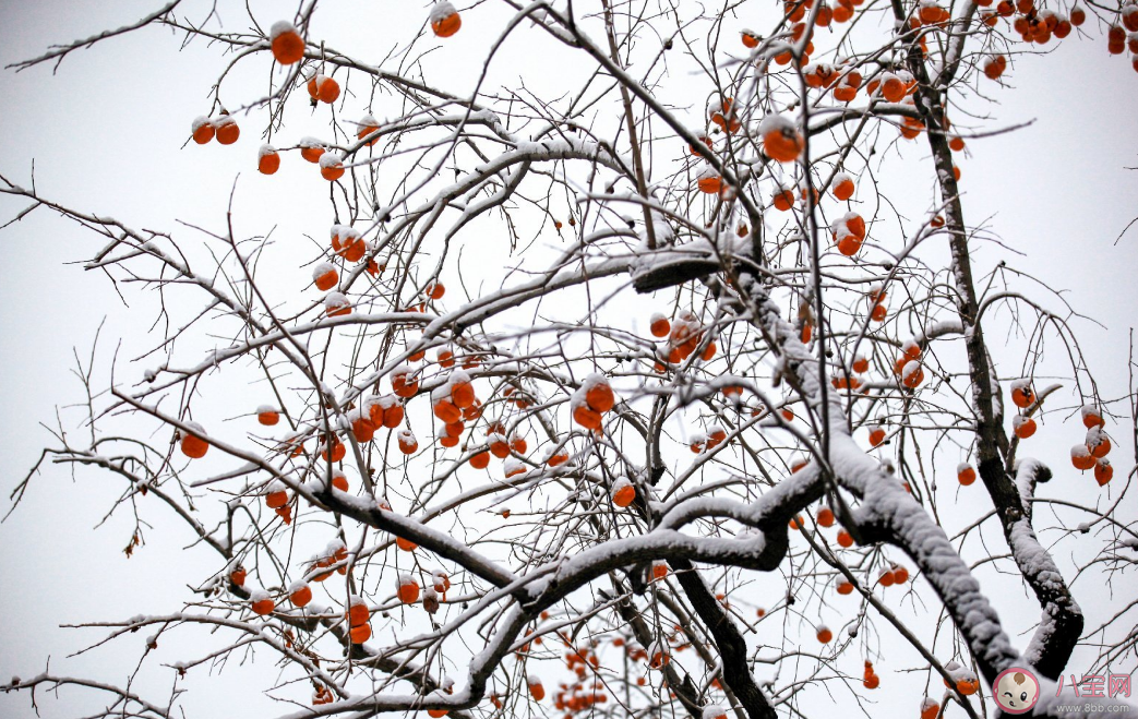 下雪|来一场大雪说说句子 关于来一场大雪发什么说说朋友圈