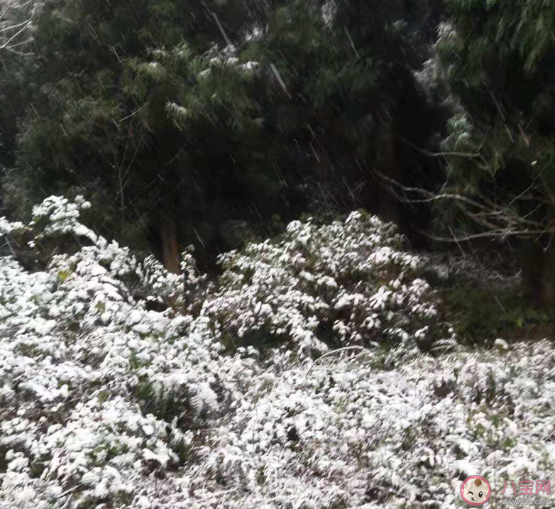 下雪|来一场大雪说说句子 关于来一场大雪发什么说说朋友圈