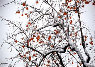 来一场大雪说说句子 关于来一场大雪发什么说说朋友圈