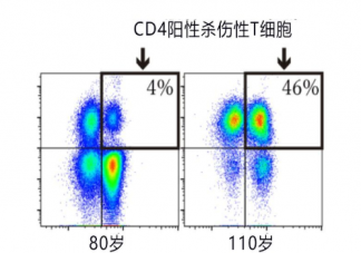 超长寿者血液携带特殊T细胞 特殊T细胞是什么