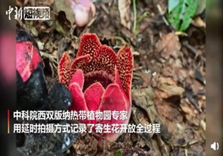 无叶无根无枝条的寄生花开花 寄生花是长什么样子