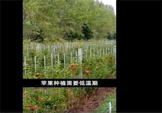 气候变化或致苹果减产变味是怎么回事 以后的苹果会没有苹果味吗