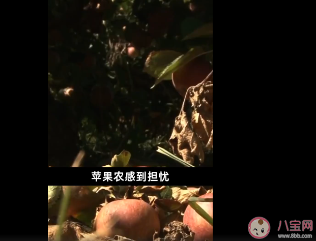 气候变化或致苹果减产变味是怎么回事 以后的苹果会没有苹果味吗