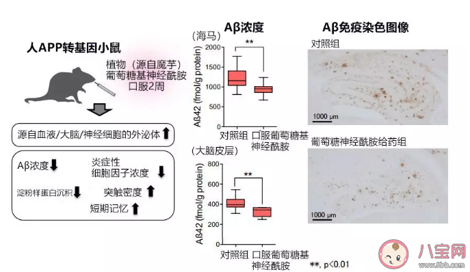 魔芋能预防阿尔茨海默病是真的吗 魔芋能预防阿尔茨海默病什么原理