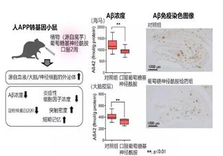 魔芋能预防阿尔茨海默病是真的吗 魔芋能预防阿尔茨海默病什么原理