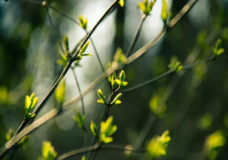 待春暖花开时唯美心情句子 待春暖花开时的唯美朋友圈说说