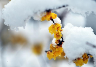 病毒会通过雪传播吗 下雪对新冠状病毒影响有多大