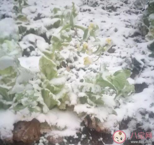 雨雪天气容易传播新冠肺炎吗 雨雪天气会对新冠肺炎要怎么做防护