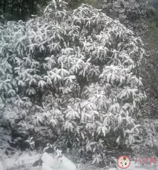 下雪天会冻死病毒吗 雪中会不会有病毒