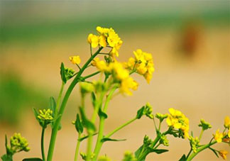 朋友圈晒油菜花图片配文说说 2020发油菜花照片的说说句子