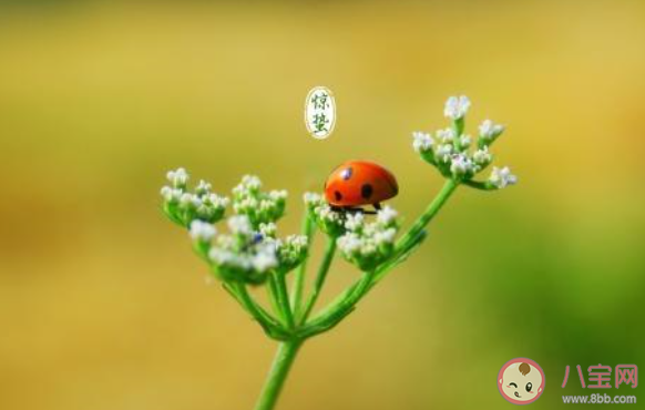 惊蛰节气到了|惊蛰节气到了的唯美说说短句2020 惊蛰节气到了的优美文案句子