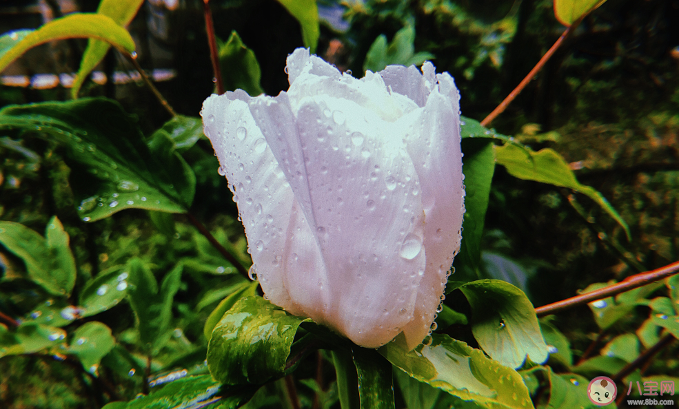 嘀嗒嘀嗒下雨了说说 下雨了说说心情短语