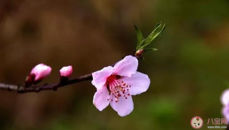 赏桃花的朋友圈说说带图片 形容赏桃花的朋友圈优美句子