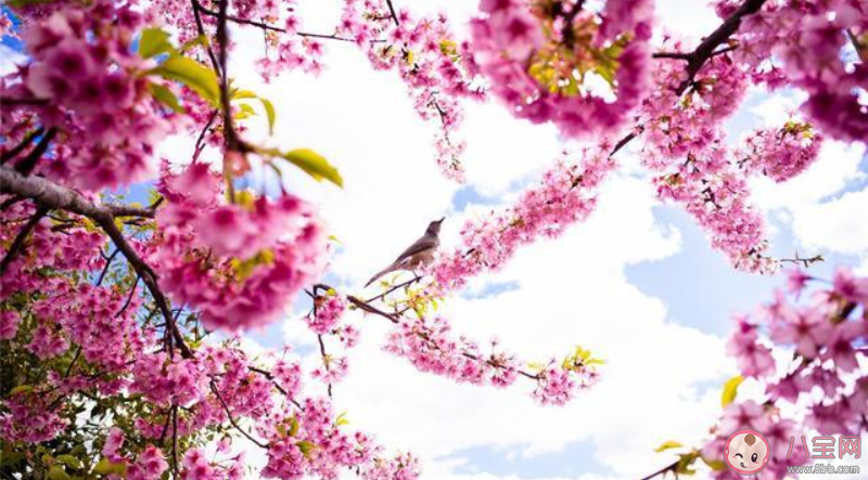 赏桃花|赏桃花的朋友圈说说带图片 形容赏桃花的朋友圈优美句子