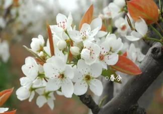 今日春分节气心情朋友圈文案说说 春分节气简单个性说说