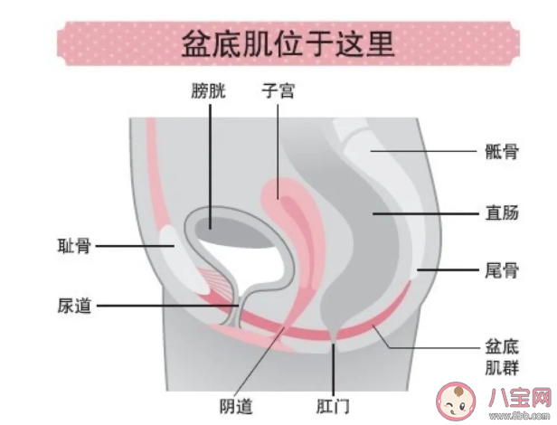 产后盆底肌为什么会松弛 产后盆底肌出现松弛的原因是什么