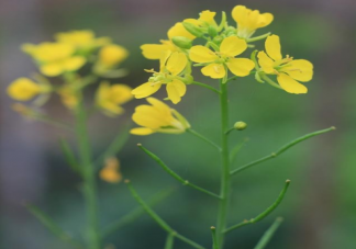 油菜花开了发朋友圈配图句子 油菜花开了发朋友圈带图说说大全