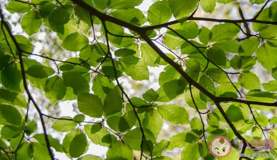 植树节|在家怎么过植树节 2020在家过植树节形式