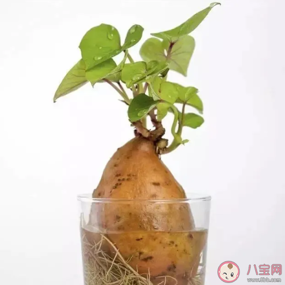 植树节|在家怎么过植树节 2020在家过植树节形式