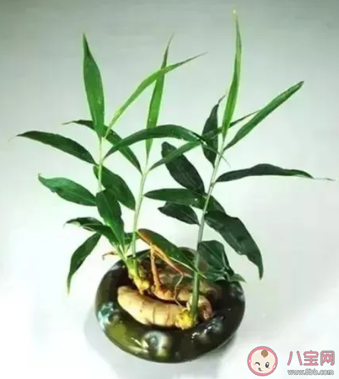 植树节|在家怎么过植树节 2020在家过植树节形式