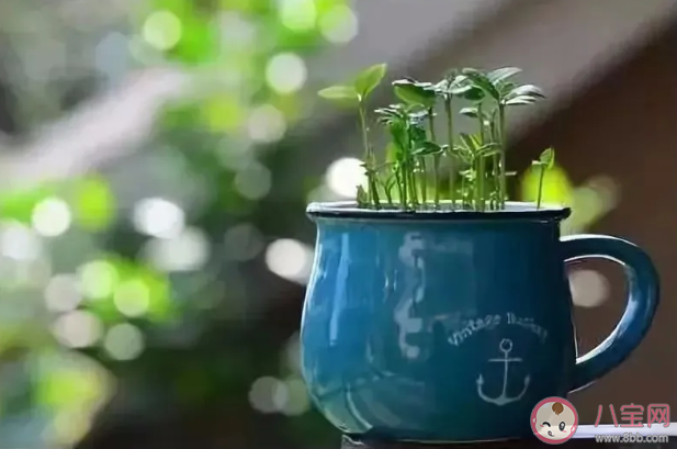 植树节|在家怎么过植树节 2020在家过植树节形式