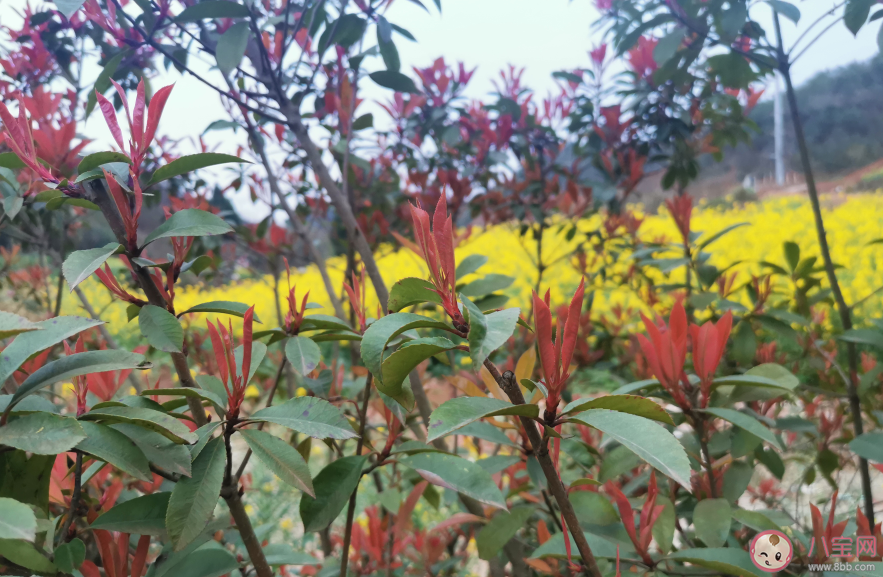 油菜花|看油菜花的说说一句话 看油菜花说说朋友圈