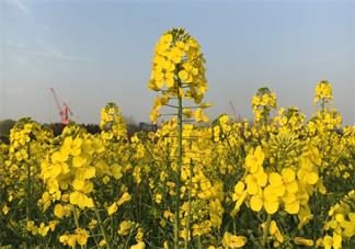 油菜花开了说说朋友圈 油菜花开了发什么句子心情