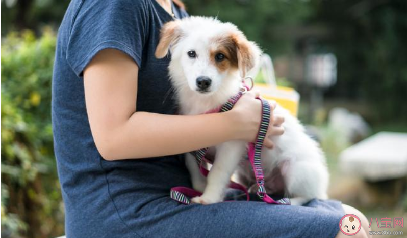 养宠物真的能缓解孤独吗 如何正确面对孤独