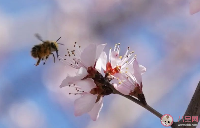 今日春分燕归花开有什么含义 今日春分燕归花开是什么意思