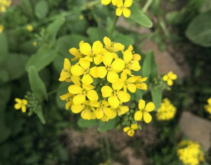 2020赏油菜花的心情说说 赏油菜花的心情句子