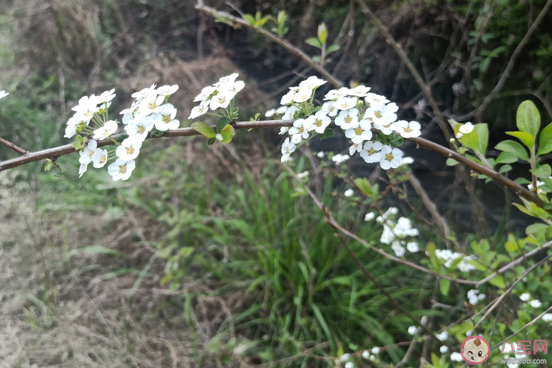 踏青|疫情后踏青说说朋友圈 疫情后踏青说说句子心情