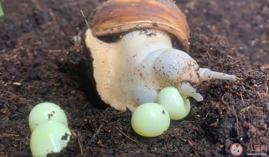 蜗牛|蜗牛是下蛋的吗 蜗牛下蛋多久能孵出来