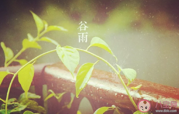 谷雨节气|谷雨节气有什么说法谷雨节气是什么意思