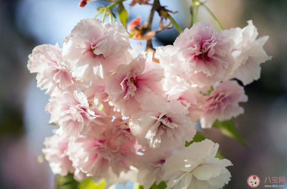 樱花和海棠花的区别是什么 怎么分辨樱花和海棠花