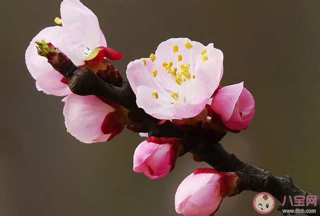 杏花开了|杏花开了的朋友圈文案说说 杏花开了发朋友圈的句子大全