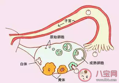 卵泡发育不成熟要怎么进行备孕 如何避免卵泡发育不成熟