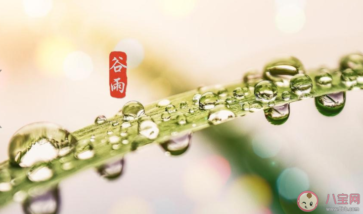 适合谷雨节气的朋友圈创意文案说说2020 谷雨节气发朋友圈个性说说大全2020