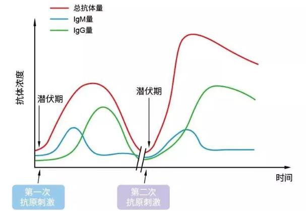 lgG抗体阳性|lgG抗体阳性什么意思 lgM抗体阳性什么意思