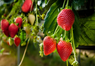 5月份种草莓成活率高吗  种植草莓哪些事项时要注意的